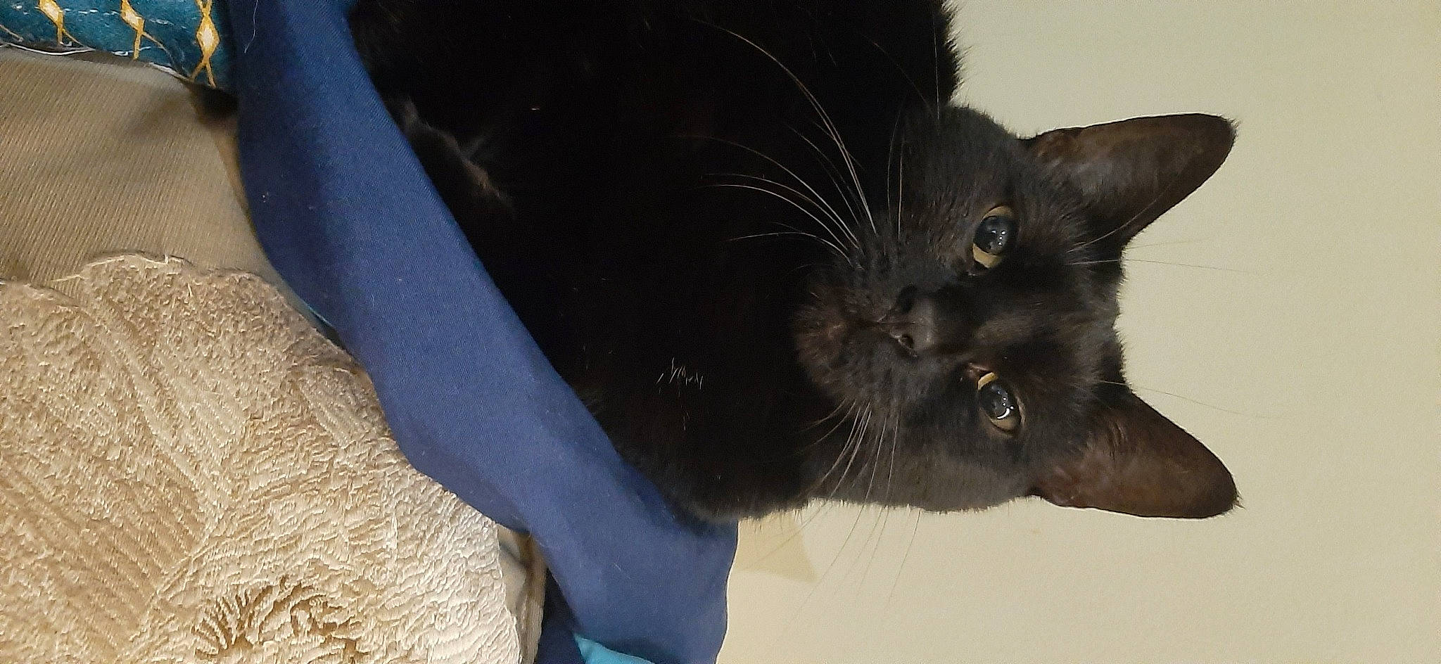 Canaillette a rejoint le concours — aidez-le/la à gagner de superbes lots ! black_cat, carnivore, cat, claw, domestic_short_haired_cat, electric_blue, felidae, fur, paw, small_to_medium_sized_cats, snout, tail, terrestrial_animal, whiskers