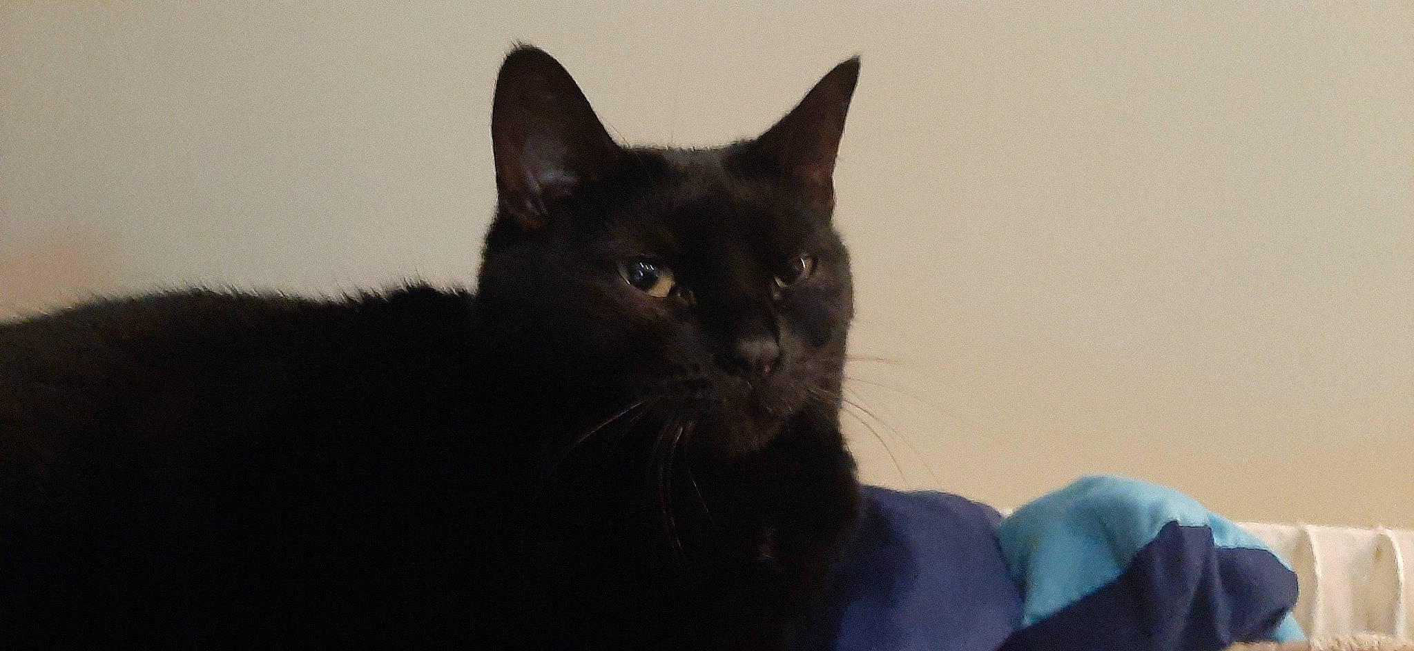 Canaillette a rejoint le concours — aidez-le/la à gagner de superbes lots ! black_cat, bombay, carnivore, cat, domestic_short_haired_cat, electric_blue, eye, felidae, fur, grey, havana_brown, small_to_medium_sized_cats, snout, terrestrial_animal, whiskers