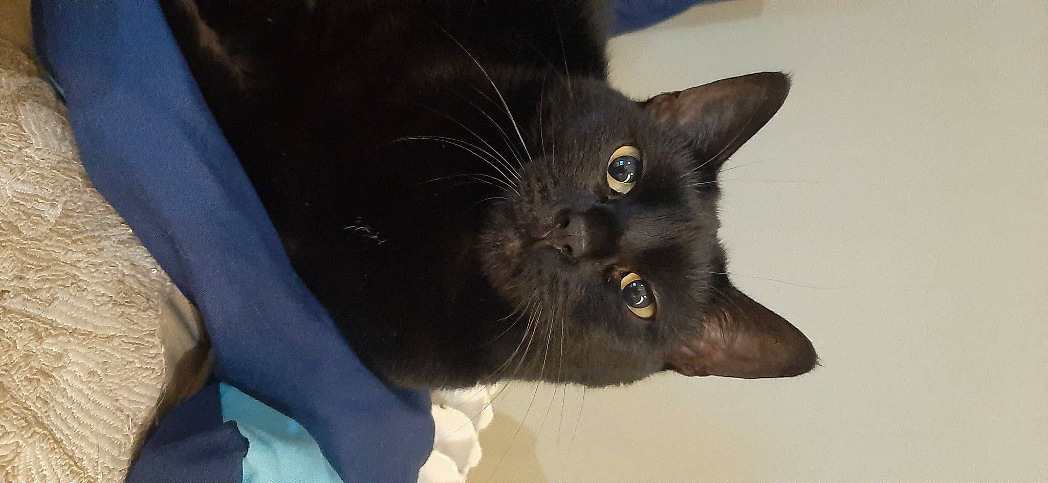 Canaillette a rejoint le concours — aidez-le/la à gagner de superbes lots ! black_cat, bombay, carnivore, cat, claw, domestic_short_haired_cat, ear, electric_blue, eye, felidae, fur, gesture, head, small_to_medium_sized_cats, snout, terrestrial_animal, whiskers