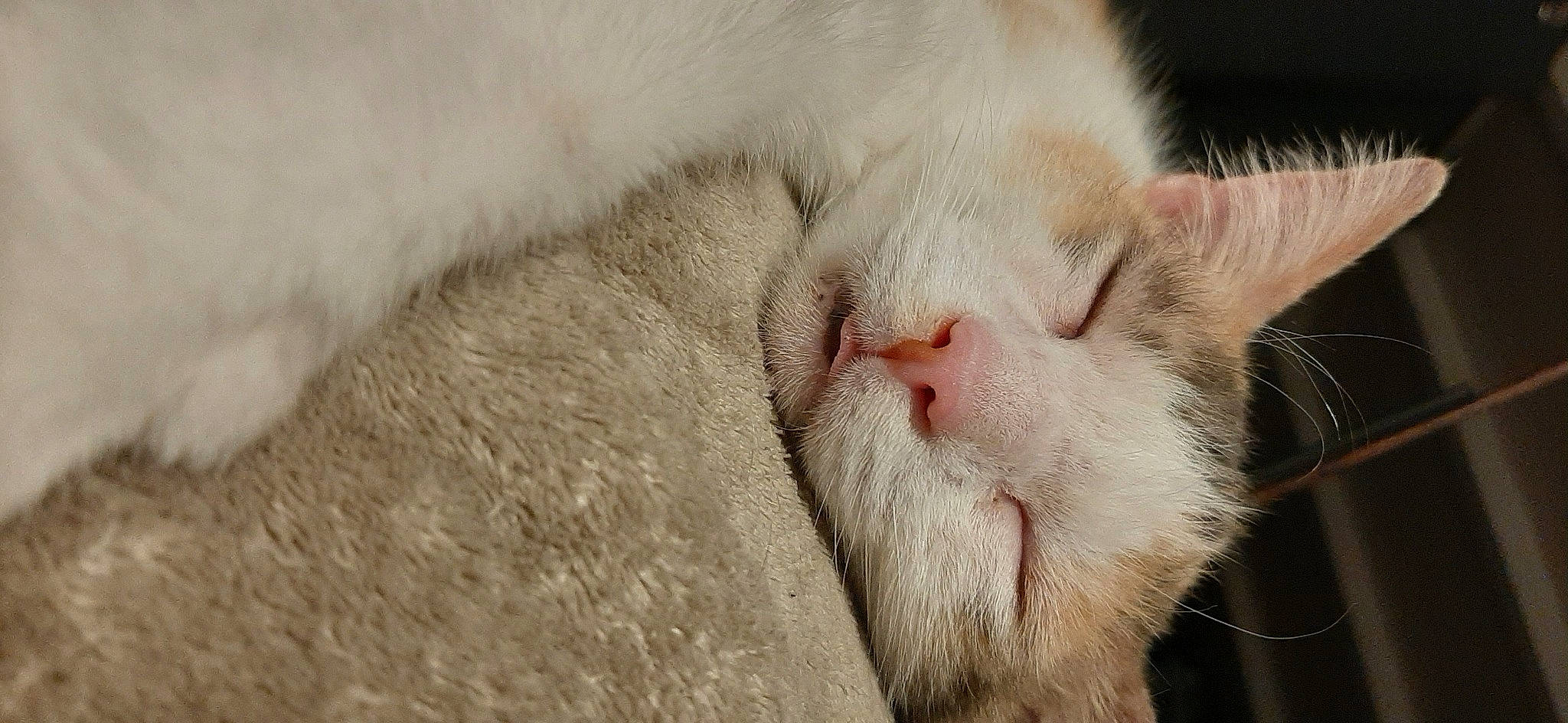 Indiana a rejoint le concours — aidez-le/la à gagner de superbes lots ! aegean_cat, carnivore, cat, claw, close_up, ear, fawn, felidae, fur, nose, paw, ragdoll, skin, small_to_medium_sized_cats, snout, turkish_angora, whiskers