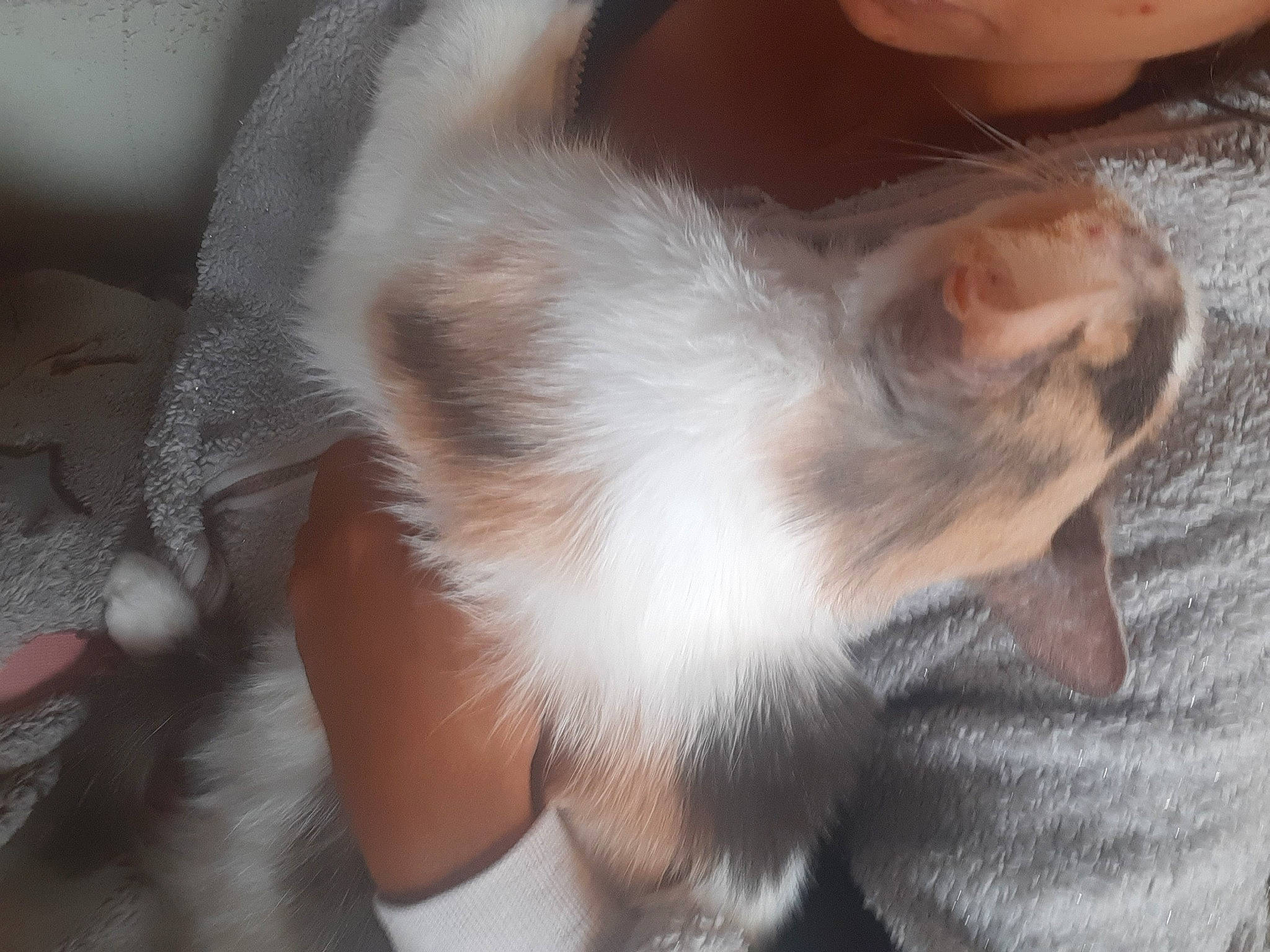 Indiana participe au concours pour gagner de l'argent avec cette photo : canidae, carnivore, cat, dog_breed, ear, fawn, paw, puppy