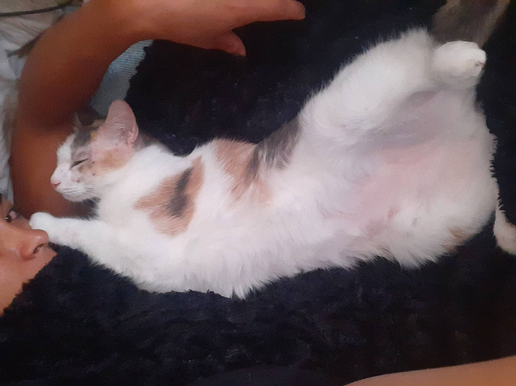 Indiana participe au concours pour gagner de l'argent avec cette photo : carnivore, cat, claw, domestic_long_haired_cat, ear, fawn, felidae, fur, hand, japanese_bobtail, kitten, paw, polydactyl_cat, skin, small_to_medium_sized_cats, tail, turkish_van, whiskers