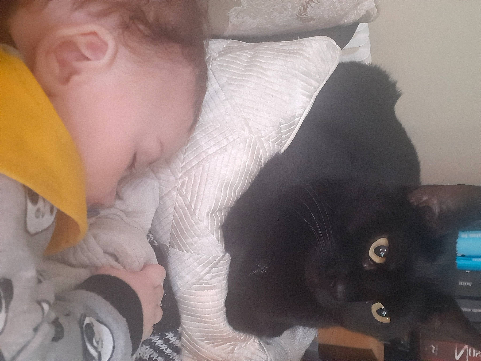 Rafaël a rejoint le concours — aidez-le/la à gagner de superbes lots ! baby, carnivore, cat, comfort, dog_breed, ear, felidae, finger, human_body, iris, lap, mammal, mouth, nose, person, skin, small_to_medium_sized_cats, snout, tail, toddler