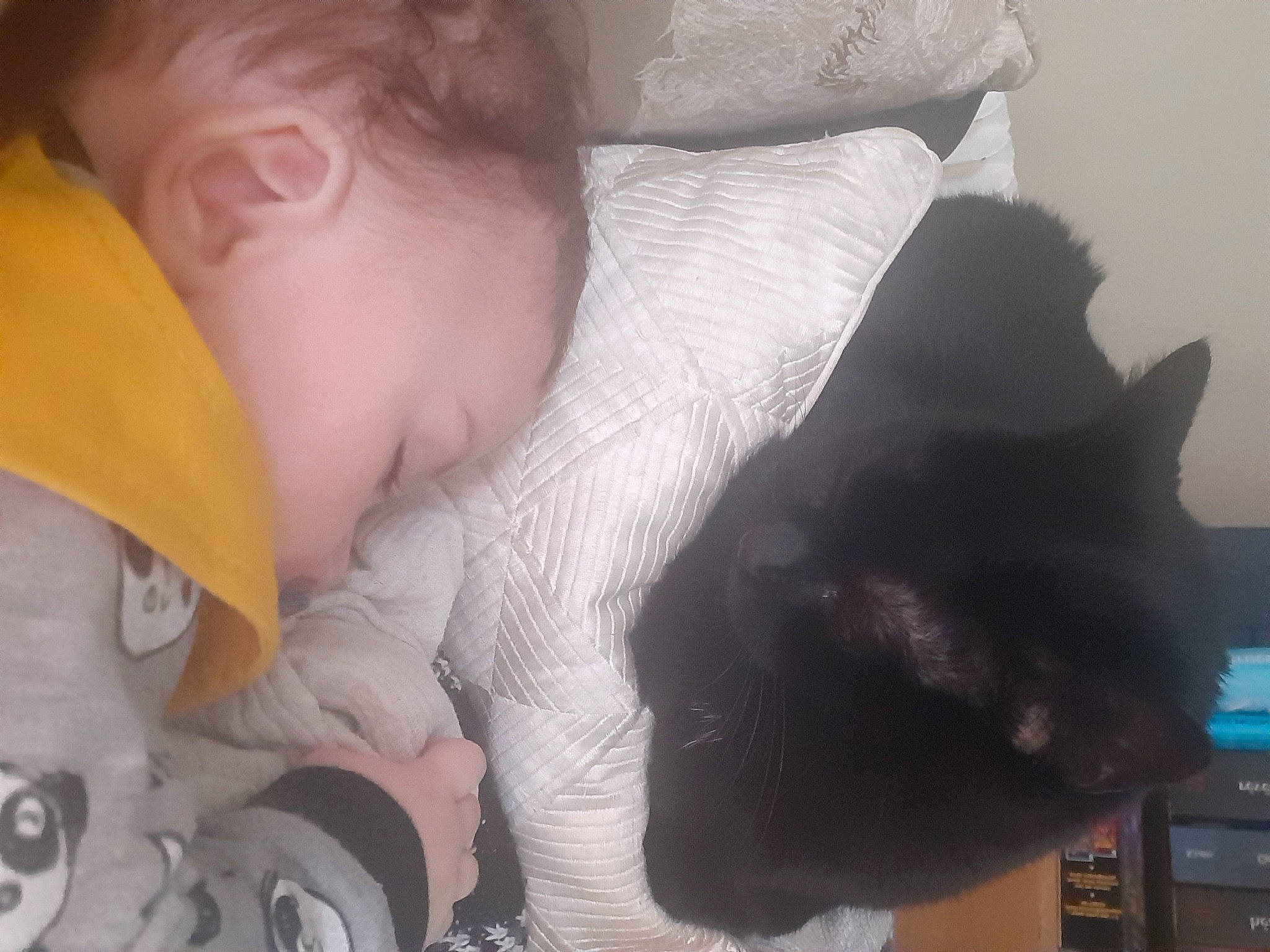 Rafaël a rejoint le concours — aidez-le/la à gagner de superbes lots ! arm, carnivore, cat, cheek, comfort, ear, eye, gesture, hand, human, human_body, interaction, lip, mammal, mouth, neck, nose, skin, textile, vertebrate