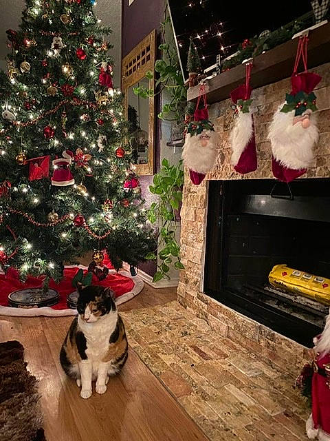 Sakura joined the competition — help win amazing prizes! carnivore, cat, christmas, christmas_decoration, christmas_eve, christmas_ornament, christmas_tree, felidae, floor, flooring, hardwood, holiday, home, interior_design, laminate_flooring, room, small_to_medium_sized_cats, wood, wood_flooring