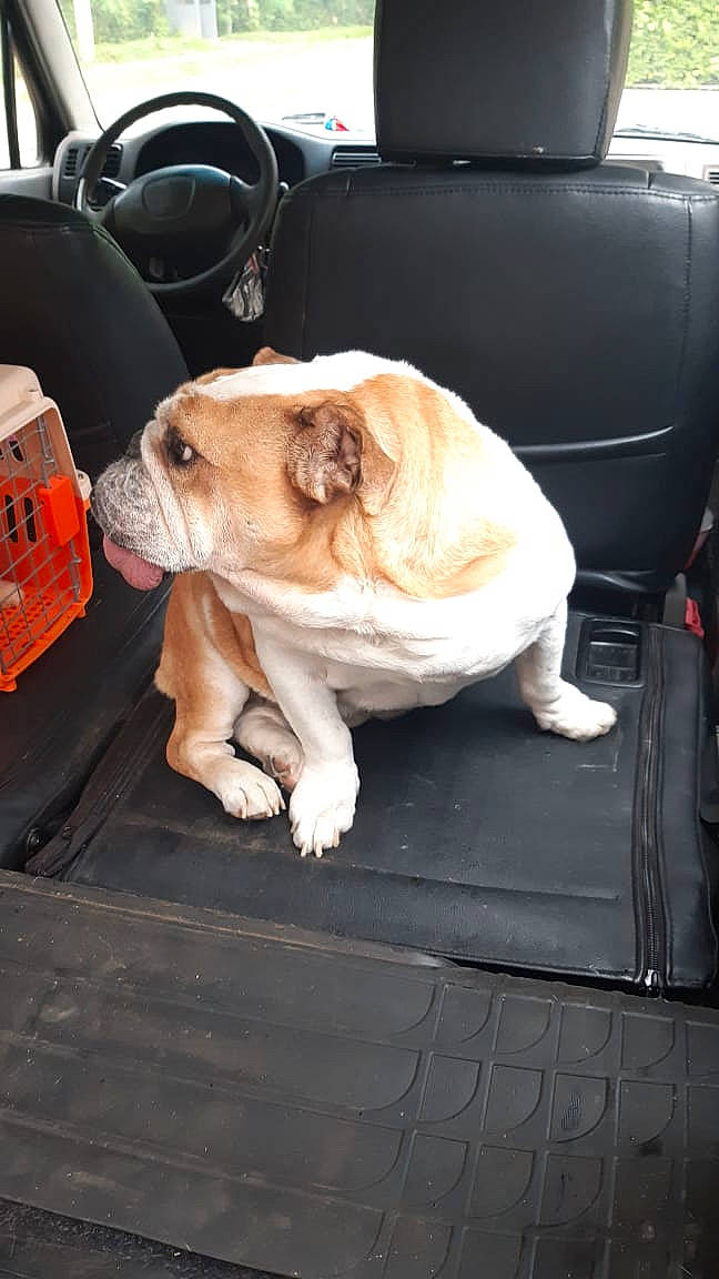 Jeska is registered to the contest to win money with this photo: armrest, baggage, canidae, car_seat, car_seat_cover, carnivore, club_chair, companion_dog, dog, dog_breed, fawn, head_restraint, non_sporting_group, old_english_bulldog, snout, sporting_group, working_animal, working_dog, wrinkle