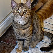 Mango joined the competition — help win amazing prizes! cat, kitten, tabby, indoor, rug, striped, fur, pet, animal, curious, floor, orange_tail, white, blue, cozy, domestic, young, sitting, playful, cute