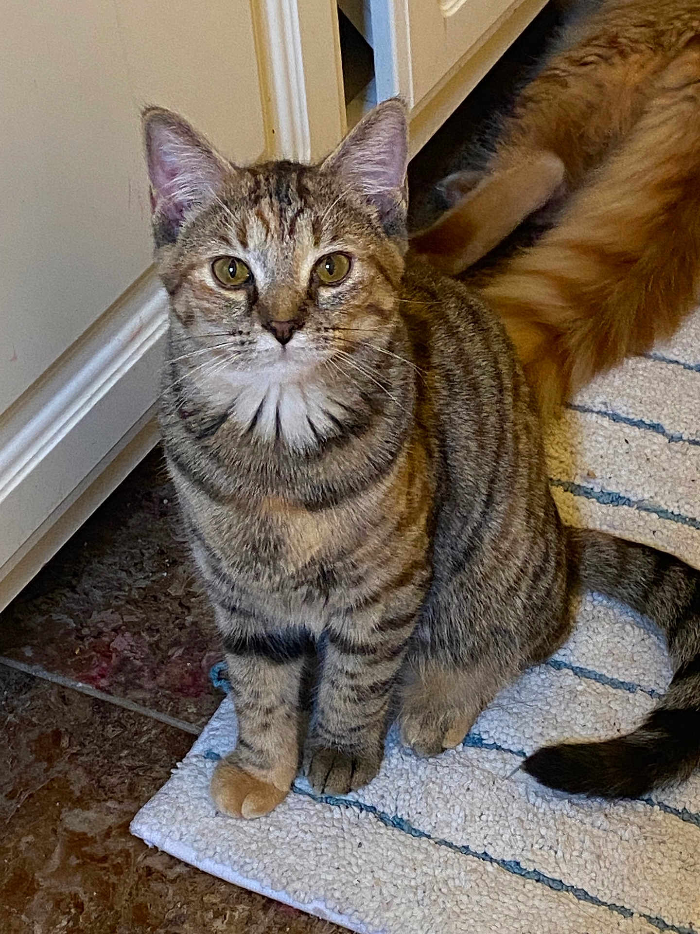 Mango joined the competition — help win amazing prizes! cat, kitten, tabby, indoor, rug, striped, fur, pet, animal, curious, floor, orange_tail, white, blue, cozy, domestic, young, sitting, playful, cute