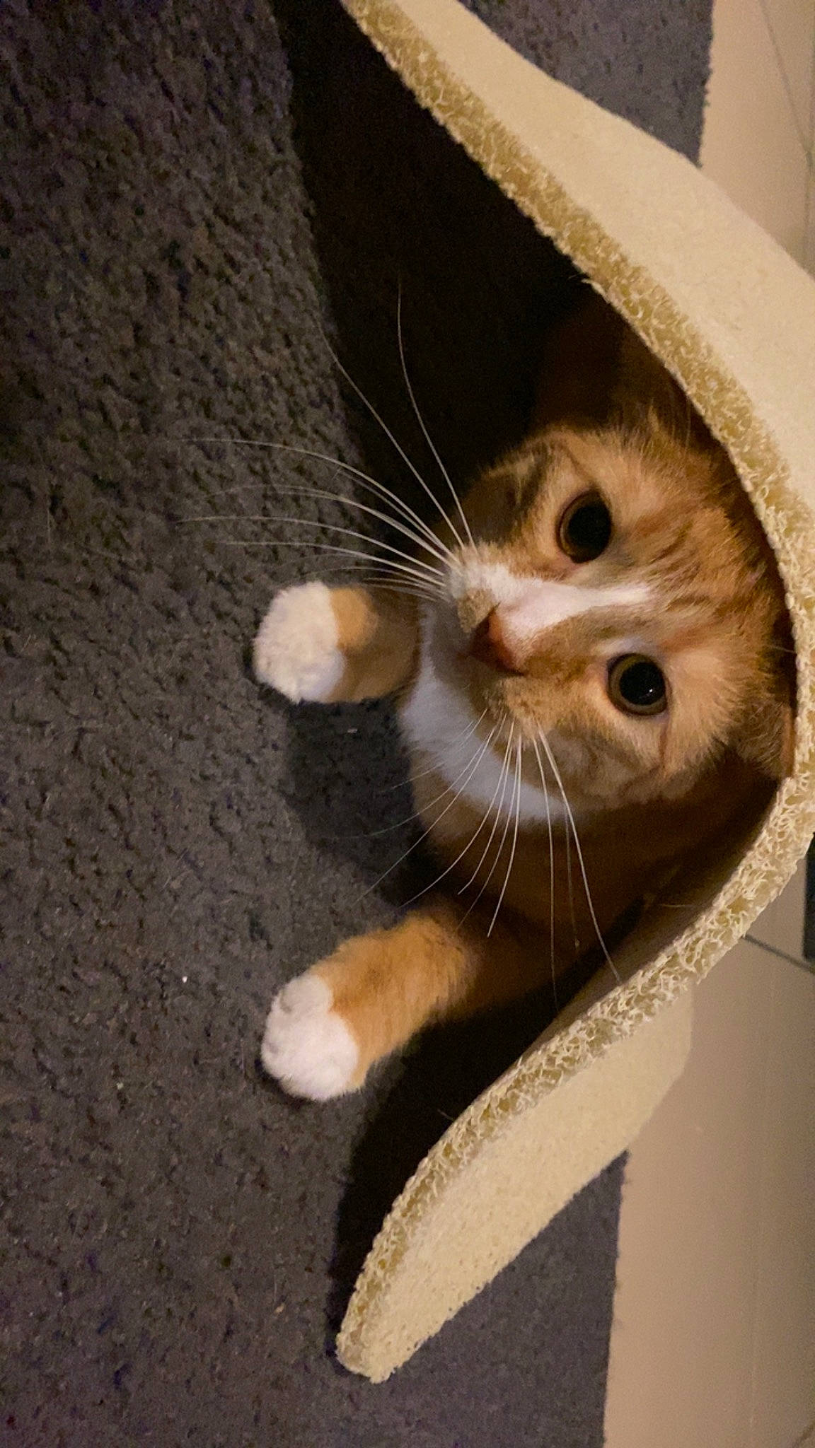 Koro a rejoint le concours — aidez-le/la à gagner de superbes lots ! carnivore, cat, claw, domestic_short_haired_cat, eye, fawn, felidae, foot, fur, paw, small_to_medium_sized_cats, snout, tail, whiskers, wood