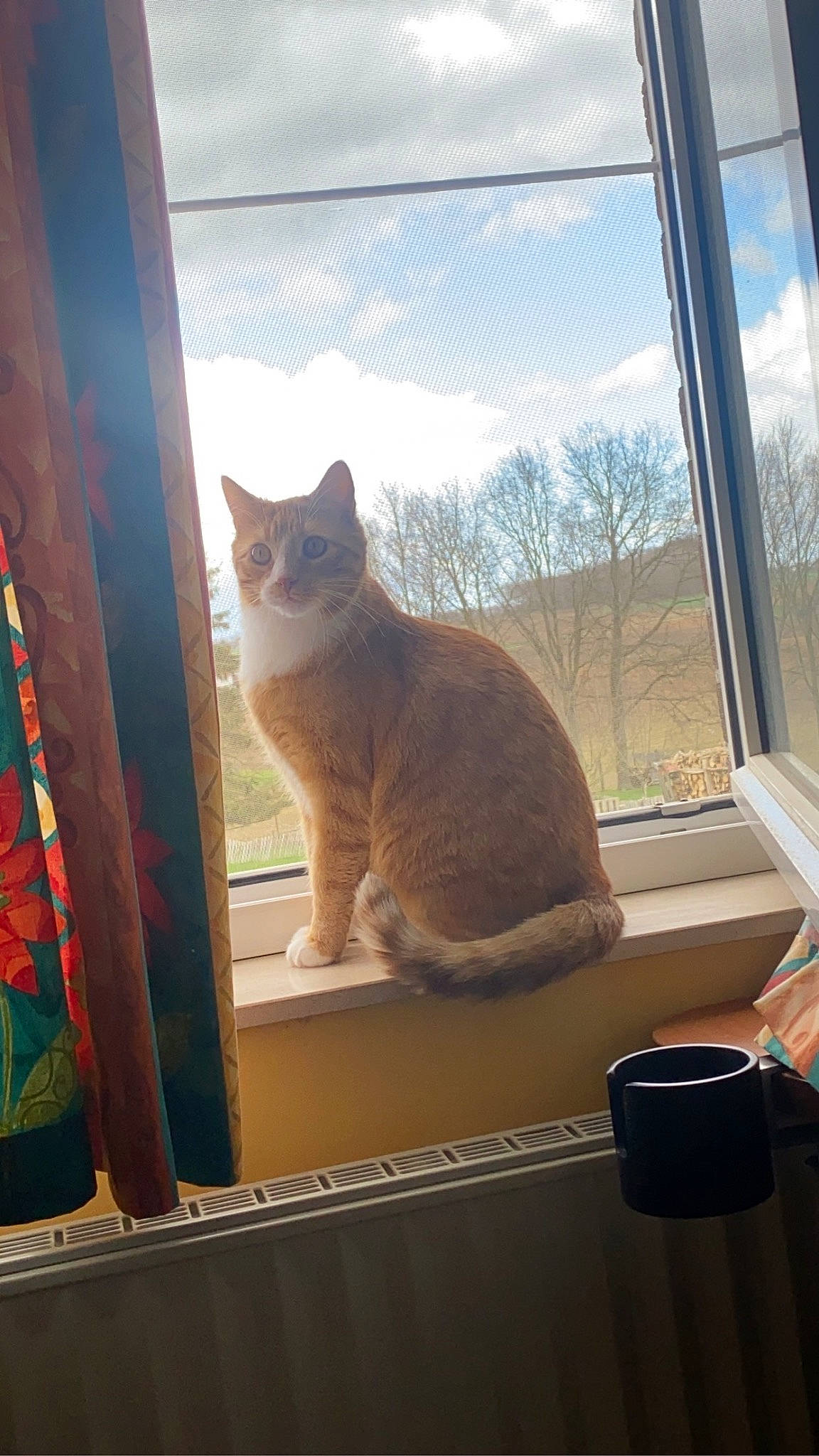 Koro a rejoint le concours — aidez-le/la à gagner de superbes lots ! carnivore, cat, cloud, fawn, felidae, glass, interior_design, mammal, plant, shade, sky, small_to_medium_sized_cats, sunlight, tail, tints_and_shades, tree, vertebrate, whiskers, window, wood