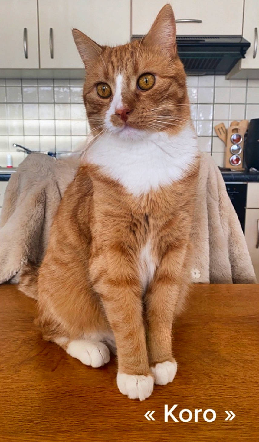 Koro a rejoint le concours — aidez-le/la à gagner de superbes lots ! carnivore, cat, claw, comfort, domestic_short_haired_cat, fawn, felidae, flooring, foot, fur, hardwood, paw, sitting, small_to_medium_sized_cats, snout, tail, terrestrial_animal, whiskers, window, wood