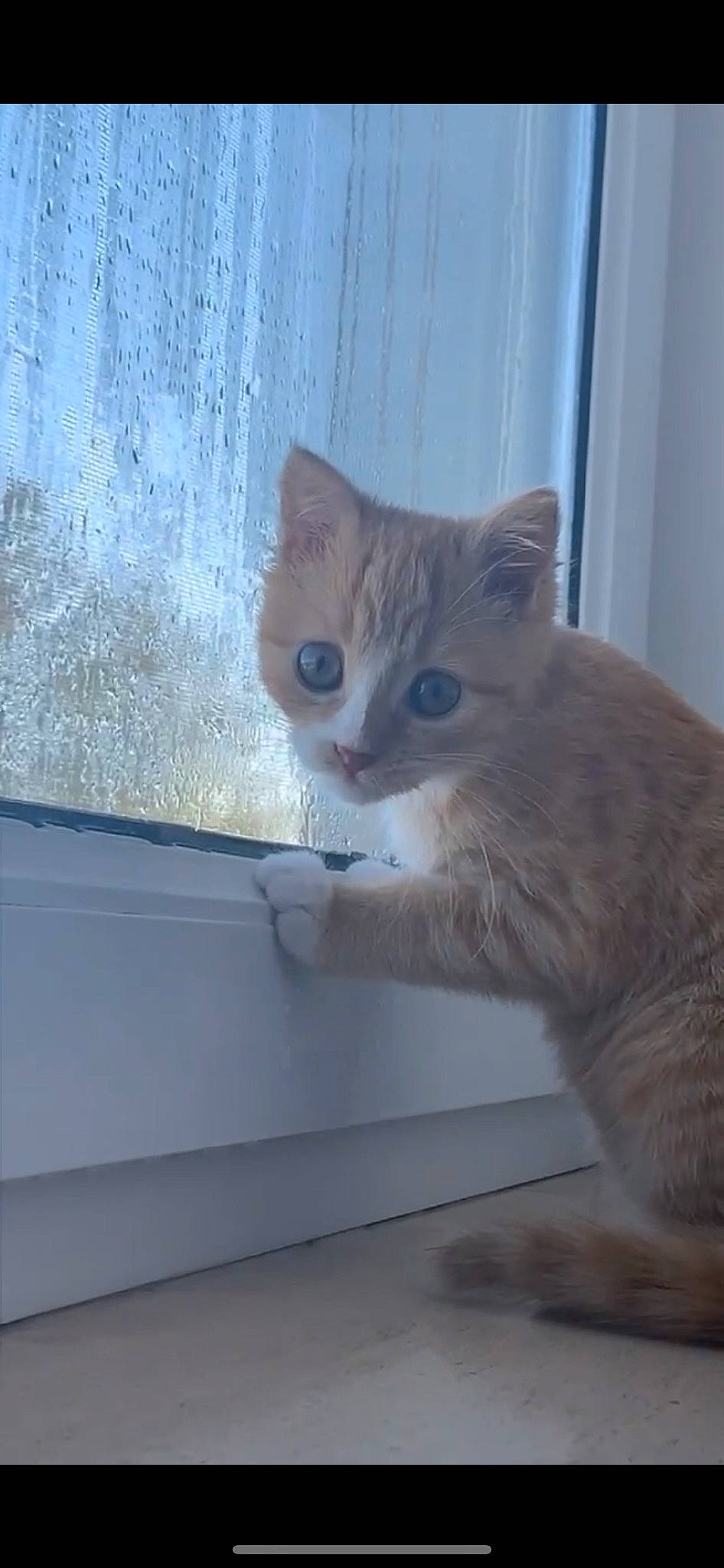 Koro participe au concours pour gagner de l'argent avec cette photo : box, carnivore, cat, domestic_short_haired_cat, door, fawn, felidae, fixture, fur, paw, pet_supply, small_to_medium_sized_cats, snout, tail, vehicle_door, whiskers, window, windshield, wood