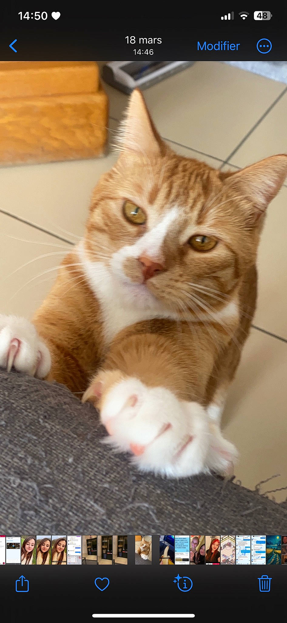 Koro participe au concours pour gagner de l'argent avec cette photo : box, carnivore, cat, claw, comfort, domestic_short_haired_cat, fawn, felidae, foot, fur, leg, paw, sitting, small_to_medium_sized_cats, snout, tail, whiskers, window, wood