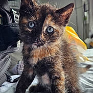 Willow joined the competition — help win amazing prizes! kitten, cat, tortoiseshell, blue_eyes, fur, whiskers, indoor, bedspread, furniture, curious, pet, animal, closeup, young, sitting, cute, small, feline, domestic, fluffy