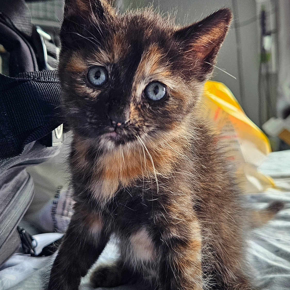 Willow joined the competition — help win amazing prizes! animal, bedspread, blue_eyes, cat, closeup, curious, cute, domestic, feline, fluffy, fur, furniture, indoor, kitten, pet, sitting, small, tortoiseshell, whiskers, young