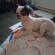 Feefee joined the competition — help win amazing prizes! dog, small_dog, pet, groomed, white_fur, brown_fur, long_ears, lying_down, relaxed, blanket, colorful_blanket, indoors, home, living_space, floor, furniture, playpen, carpet, portrait, animal