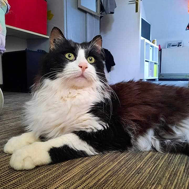 Kansas participe au concours pour gagner de l'argent avec cette photo : angora, animal, cat, computerhardware, couch, electronics, furniture, hardware, hardwood, homedecor, indoors, interiordesign, kitten, manx, monitor, pet, screen, table, tv, wood