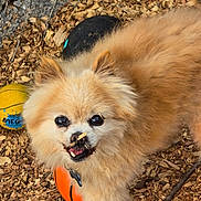 Elvis Aaron joined the competition — help win amazing prizes! animal, black_ball, cute, dog, ears, eyes, fluffy, fur, happy, mouth, nature, nose, orange_ball, outdoor, pet, playful, pomeranian, toy_balls, wood_chips, yellow_ball