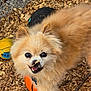 animal, black_ball, cute, dog, ears, eyes, fluffy, fur, happy, mouth, nature, nose, orange_ball, outdoor, pet, playful, pomeranian, toy_balls, wood_chips, yellow_ball