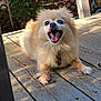 Elvis Aaron joined the competition — help win amazing prizes! animal, collar, dog, fence, fluffy, fur, greenery, happy, leaf, mouth_open, nature, outdoor, pet, pomeranian, shadow, small_dog, sunlight, tag, tongue, wooden_deck
