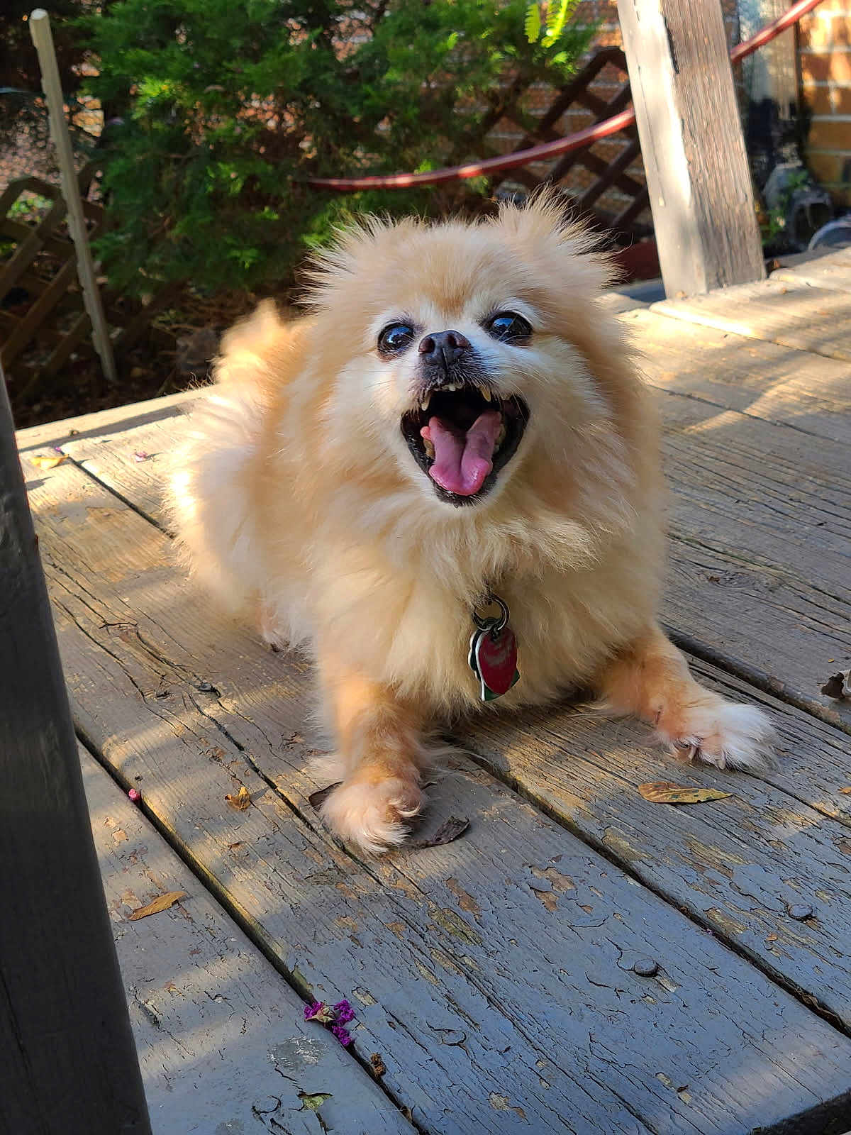 Elvis Aaron joined the competition — help win amazing prizes! animal, collar, dog, fence, fluffy, fur, greenery, happy, leaf, mouth_open, nature, outdoor, pet, pomeranian, shadow, small_dog, sunlight, tag, tongue, wooden_deck