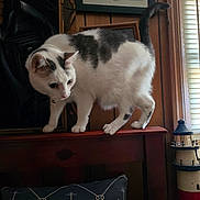 Robert joined the competition — help win amazing prizes! anchor_pattern, animal, balancing, blinds, cat, close_up, curious, decor, domestic_cat, feline, furniture, gray_spots, home_interior, indoor, lighthouse_model, pet, pillow, white_cat, window, wooden_headboard
