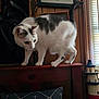 anchor_pattern, animal, balancing, blinds, cat, close_up, curious, decor, domestic_cat, feline, furniture, gray_spots, home_interior, indoor, lighthouse_model, pet, pillow, white_cat, window, wooden_headboard