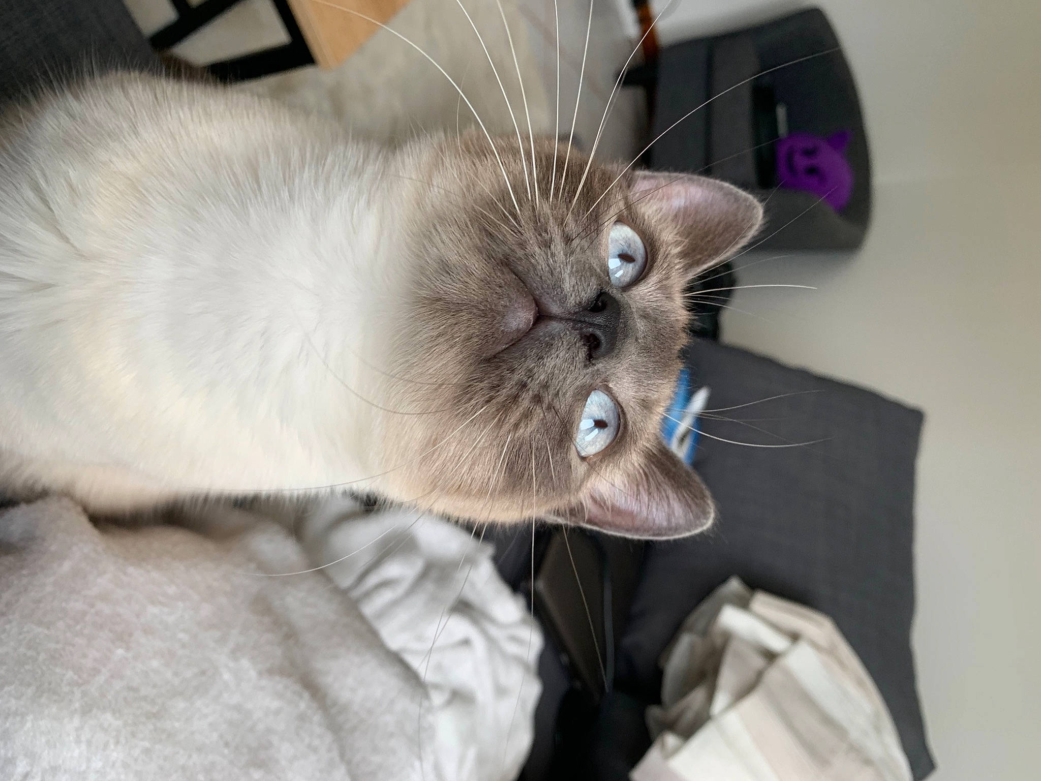 Elya participe au concours pour gagner de l'argent avec cette photo : balinese, birman, carnivore, cat, claw, comfort, domestic_short_haired_cat, ear, fawn, felidae, fur, grey, nap, paw, siamese, small_to_medium_sized_cats, snout, thai, tonkinese, whiskers