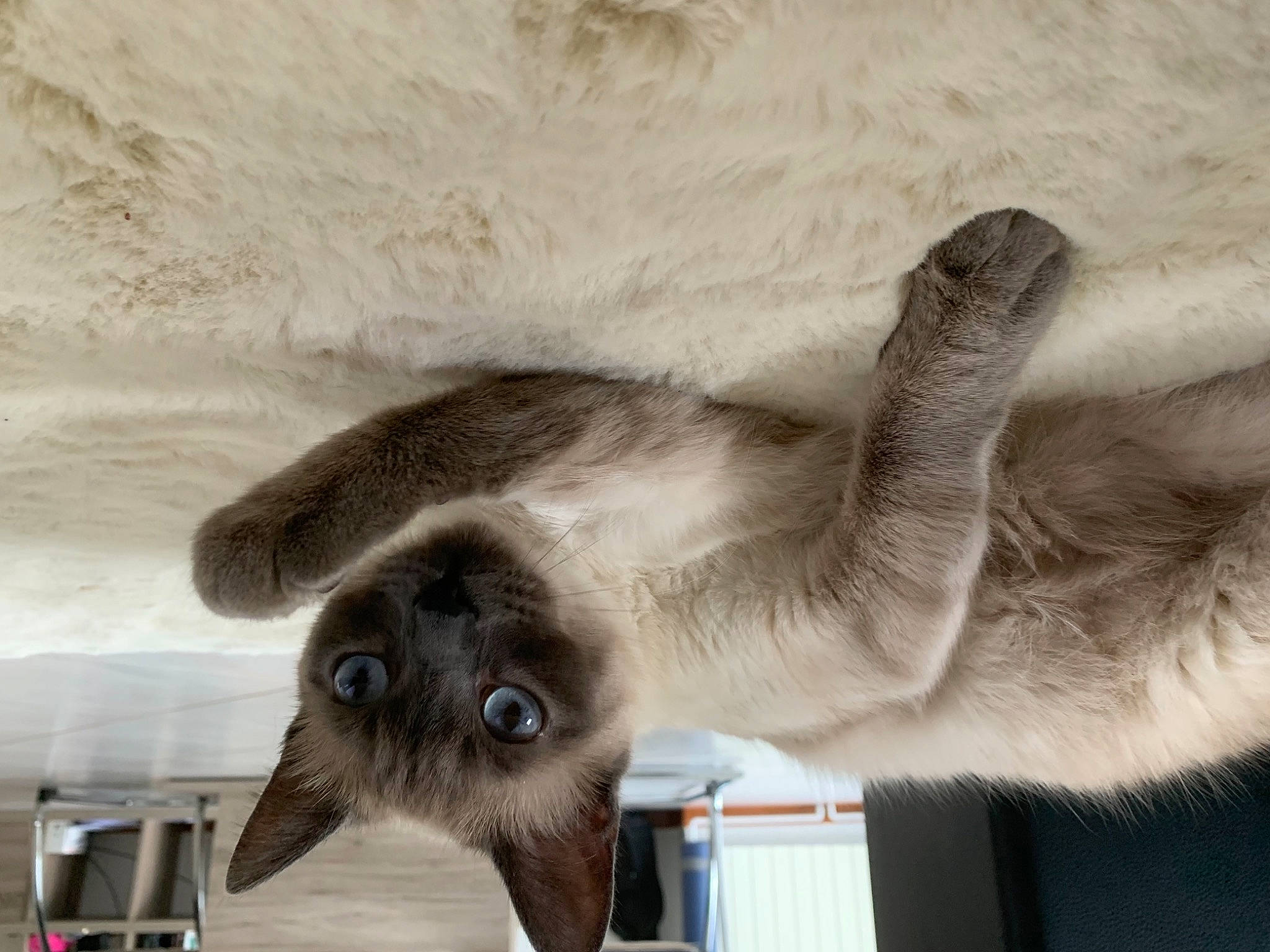 Elya participe au concours pour gagner de l'argent avec cette photo : balinese, birman, carnivore, cat, comfort, dog_breed, domestic_short_haired_cat, fawn, felidae, fur, paw, siamese, small_to_medium_sized_cats, snout, tail, terrestrial_animal, thai, tonkinese, whiskers, wildlife