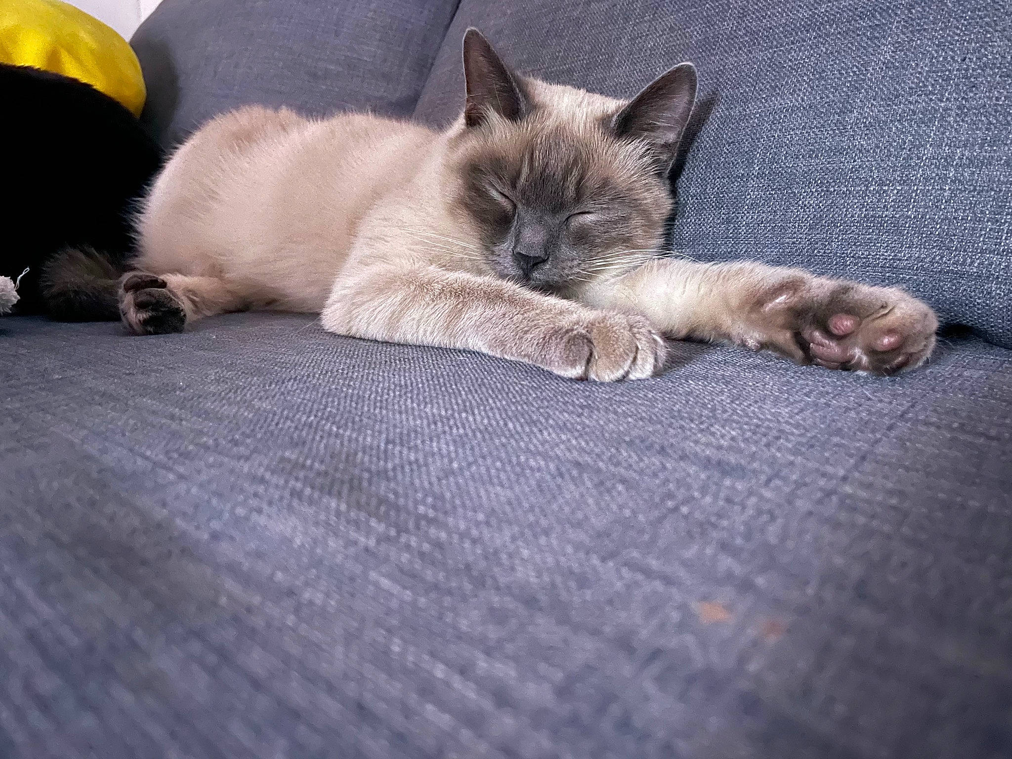 Elya a rejoint le concours — aidez-le/la à gagner de superbes lots ! balinese, birman, carnivore, cat, comfort, dog_breed, domestic_short_haired_cat, eye, fawn, felidae, flooring, fur, grey, paw, siamese, small_to_medium_sized_cats, snout, tail, thai, whiskers