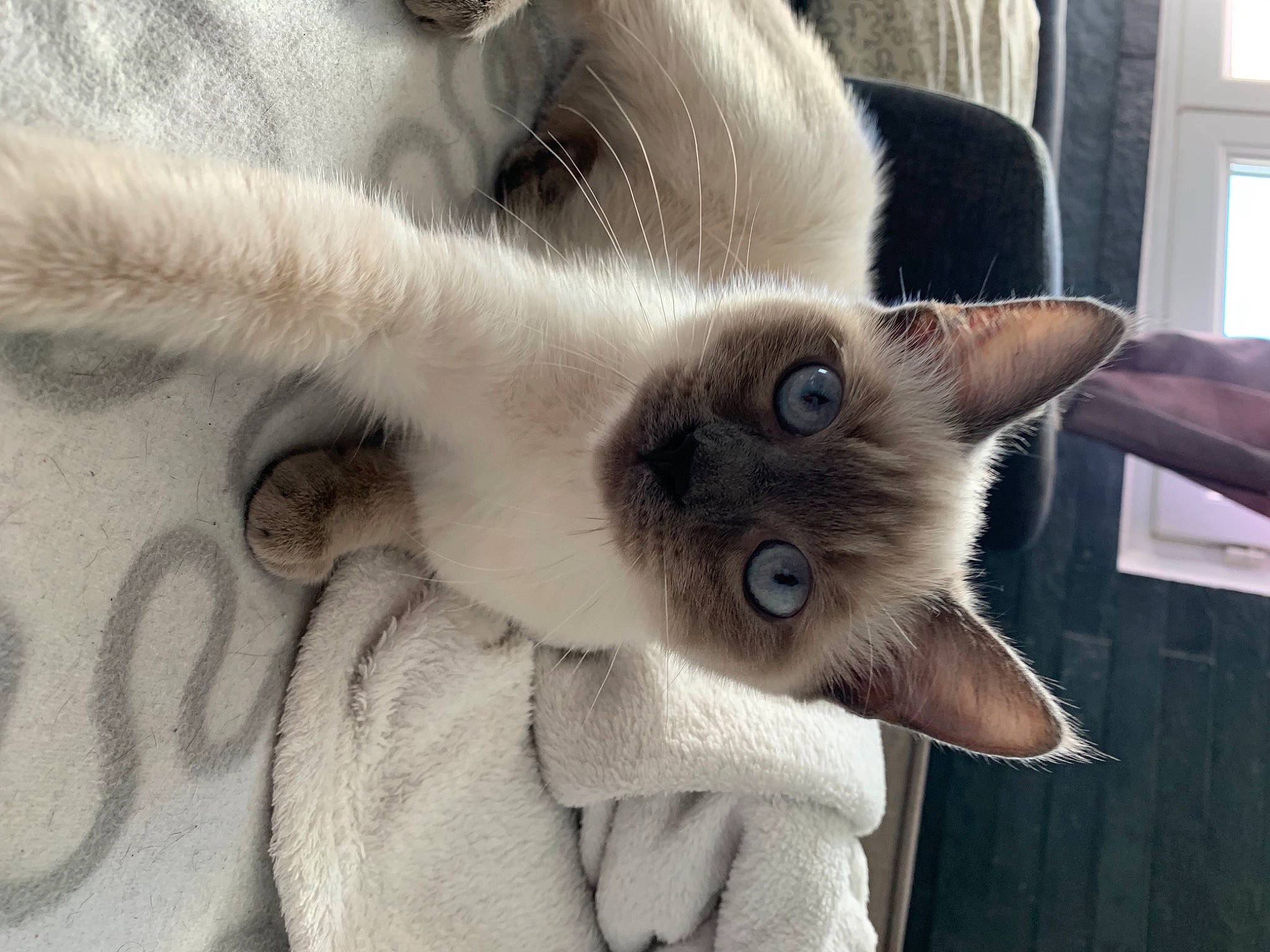 Elya a rejoint le concours — aidez-le/la à gagner de superbes lots ! balinese, carnivore, cat, domestic_short_haired_cat, ear, eye, eyebrow, fawn, felidae, fur, head, iris, nose, paw, plant, small_to_medium_sized_cats, snout, tail, thai, whiskers