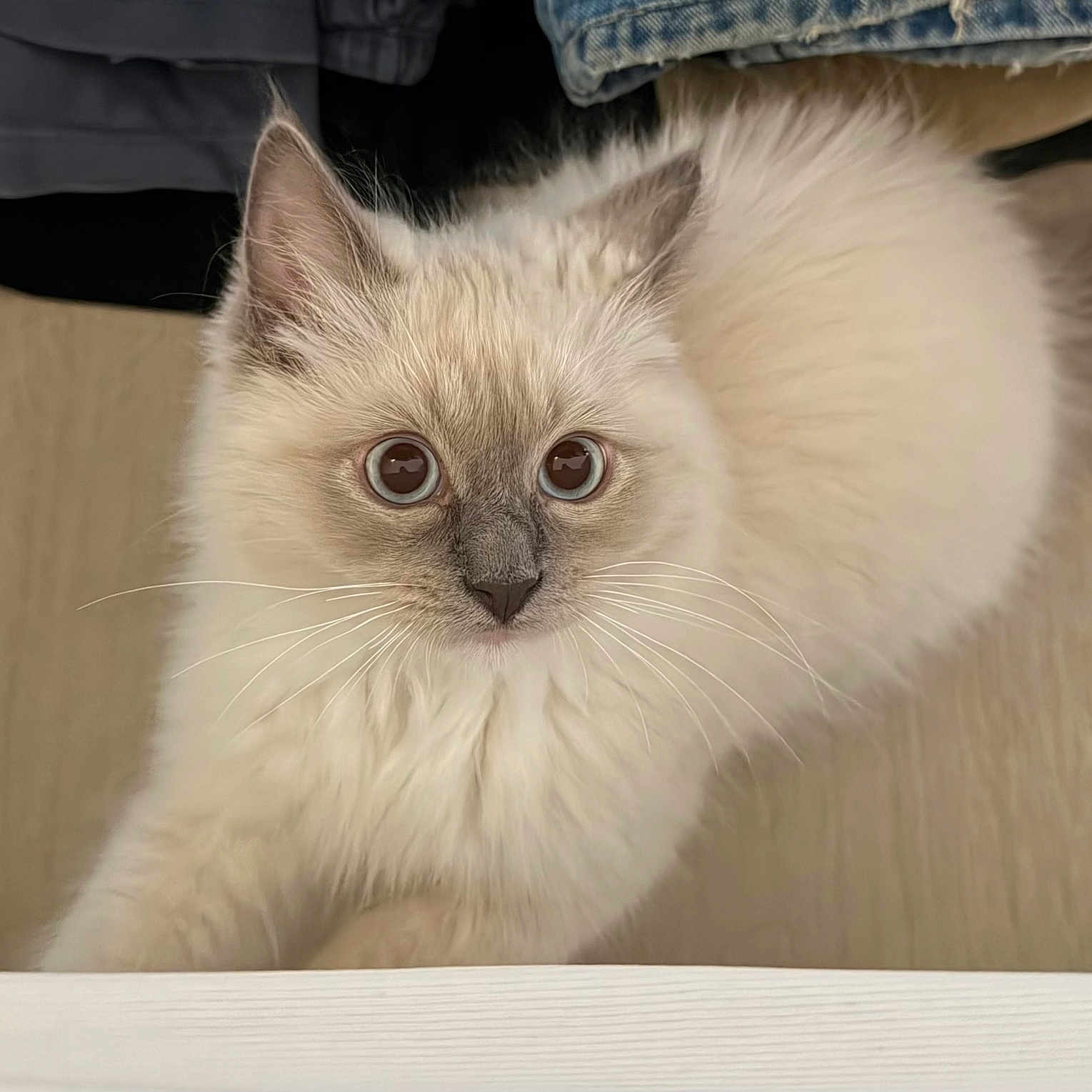 Luca