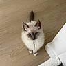 Luca is registered to the contest to win money with this photo: adorable, animal, blue_eyes, cat, cute, domestic_animal, ears, feline, fluffy, home, indoor, kitten, looking_up, pet, small, soft, tail, whiskers, wooden_floor, young_animal