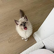 Luca joined the competition — help win amazing prizes! animal, cat, cute, ears, feline, fluffy, fur, gray, home, indoor, kitten, looking_up, meowing, pet, small, tail, whiskers, white, wooden_floor, young
