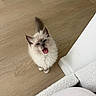 animal, cat, cute, ears, feline, fluffy, fur, gray, home, indoor, kitten, looking_up, meowing, pet, small, tail, whiskers, white, wooden_floor, young