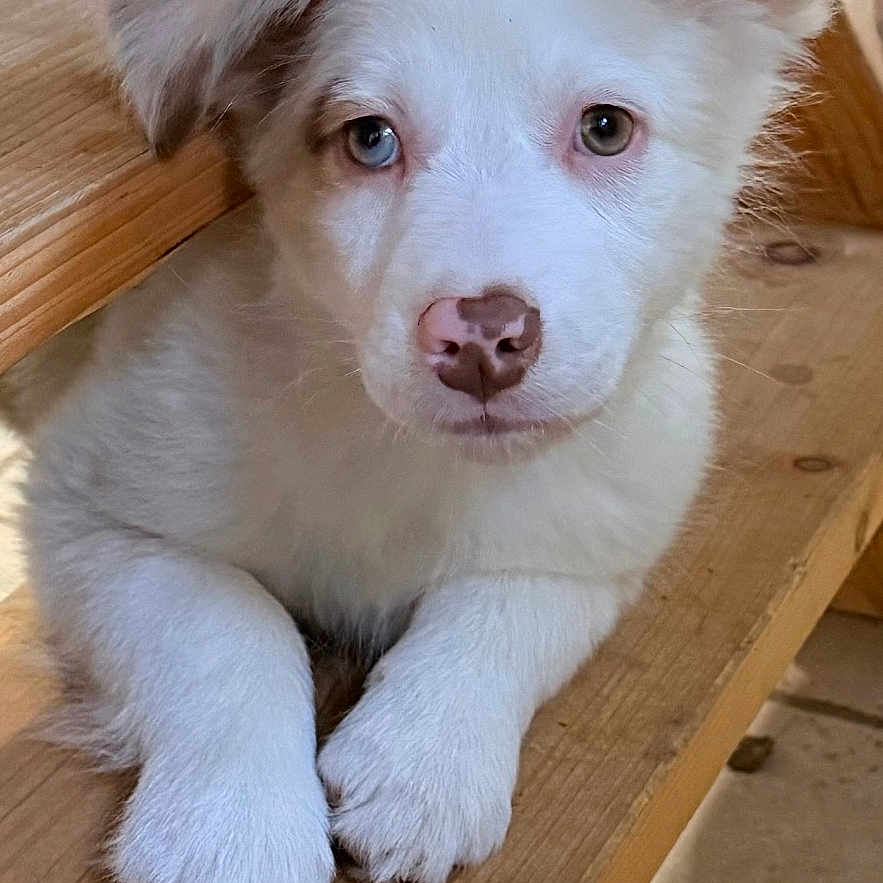 Aiko participe au concours pour gagner de l'argent avec cette photo : adorable, animal, blue_eye, brown_eye, canine, closeup, cute, dog, fur, heterochromia, indoor, nose, paw, pet, portrait, puppy, relaxing, white_fur, wooden_bench, young_dog