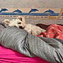 Vanille participe au concours pour gagner de l'argent avec cette photo : dog, bed, blanket, pink, gray, white, cozy, sleepy, fur, pillow, heart_mirror, wallpaper, dolphin, indoor, relaxed, cute, pet, resting, comfortable, snuggled