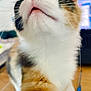 Inari a rejoint le concours — aidez-le/la à gagner de superbes lots ! animal, bodypart, cat, computer, computerhardware, computerkeyboard, electronics, hardware, hardwood, kitten, laptop, manx, monitor, mouth, pc, person, pet, screen, tv, wood