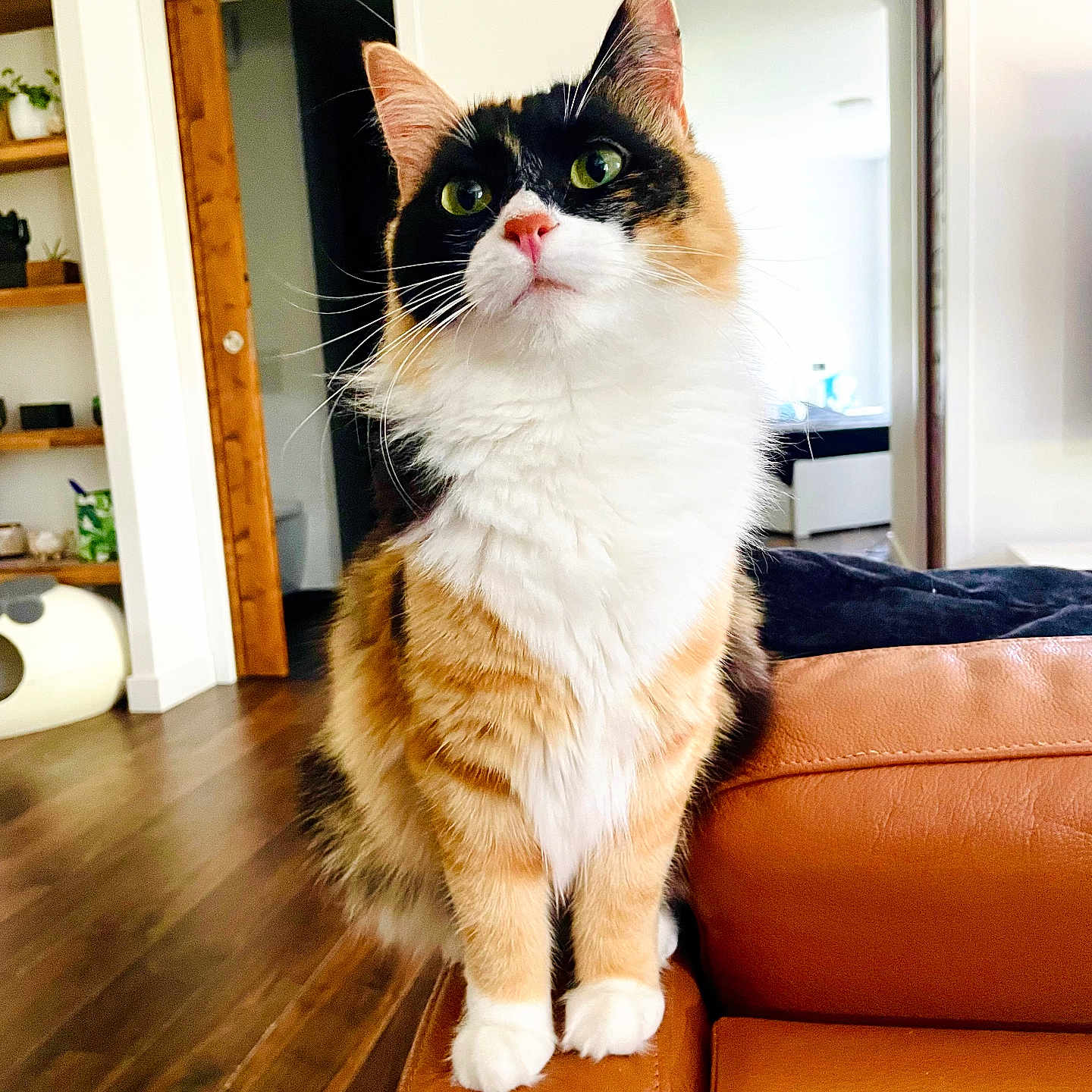 Inari a rejoint le concours — aidez-le/la à gagner de superbes lots ! abyssinian, animal, architecture, building, cat, chair, couch, cushion, furniture, hardwood, homedecor, indoors, interiordesign, livingroom, manx, pet, plywood, room, shelf, wood