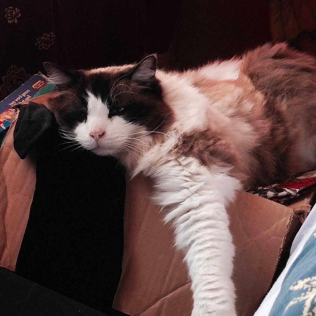 Charlie Aka Dufus is registered to the contest to win money with this photo: