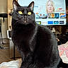 animal, black_cat, blanket, cat, closeup, cozy, domestic_animal, fur, furniture, indoor, living_room, person_on_tv, pet, portrait, screen, sitting, tail, television, whiskers, yellow_eyes