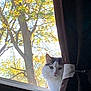 Shadow is registered to the contest to win money with this photo: cat, window, curtain, tree, autumn, leaf, outdoor, pet, fluffy, animal, nature, sunlight, green, yellow, branch, daylight, whiskers, face, fur, looking