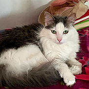 Shadow is registered to the contest to win money with this photo: cat, feline, pet, animal, fluffy, white, gray, green_eyes, resting, indoor, blanket, colorful, cozy, fur, cute, mammal, domestic, relaxed, portrait, laying_down