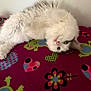Shadow joined the competition — help win amazing prizes! cat, fluffy, white, grey, upside_down, blanket, colorful, hearts, flowers, frogs, indoor, cute, relaxed, pet, animal, soft, lying_down, green_eyes, cozy, playful
