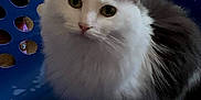 Shadow is registered to the contest to win money with this photo: cat, fluffy, laundry_basket, blue, pet, animal, indoor, fur, white, gray, curious, sitting, domestic, cute, whiskers, ears, eyes, soft, feline, household