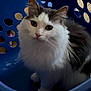 cat, fluffy, laundry_basket, blue, pet, animal, indoor, fur, white, gray, curious, sitting, domestic, cute, whiskers, ears, eyes, soft, feline, household