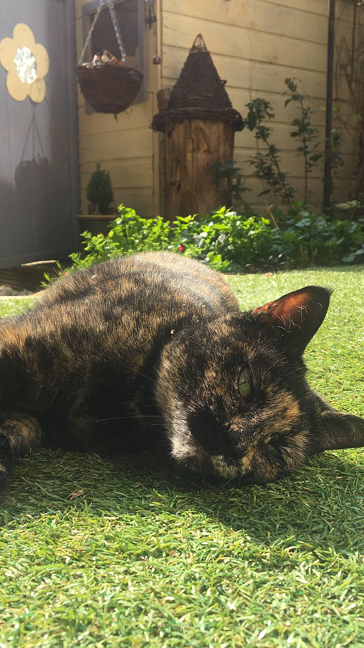 Pebbles is registered to the contest to win money with this photo: carnivore, cat, domestic_short_haired_cat, felidae, flooring, fur, garden, grass, groundcover, picture_frame, plant, shrub, small_to_medium_sized_cats, snout, tail, terrestrial_animal, tree, whiskers, wildlife, window