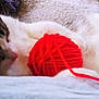 cat, yarn, ball_of_yarn, sleeping, cozy, pet, feline, whiskers, paws, soft, indoor, relaxed, cute, domestic_animal, fur, tabby, white_paw, close_up, resting, comfort