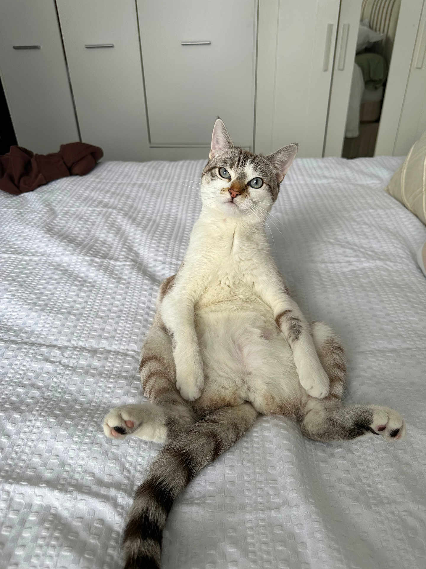 Nala participe au concours pour gagner de l'argent avec cette photo : cat, pet, bed, white_bedspread, indoor, feline, animal, relaxed, sitting, curious, striped_tail, ears, whiskers, blue_eyes, cozy, bedroom, furniture, blanket, comfort, domestic