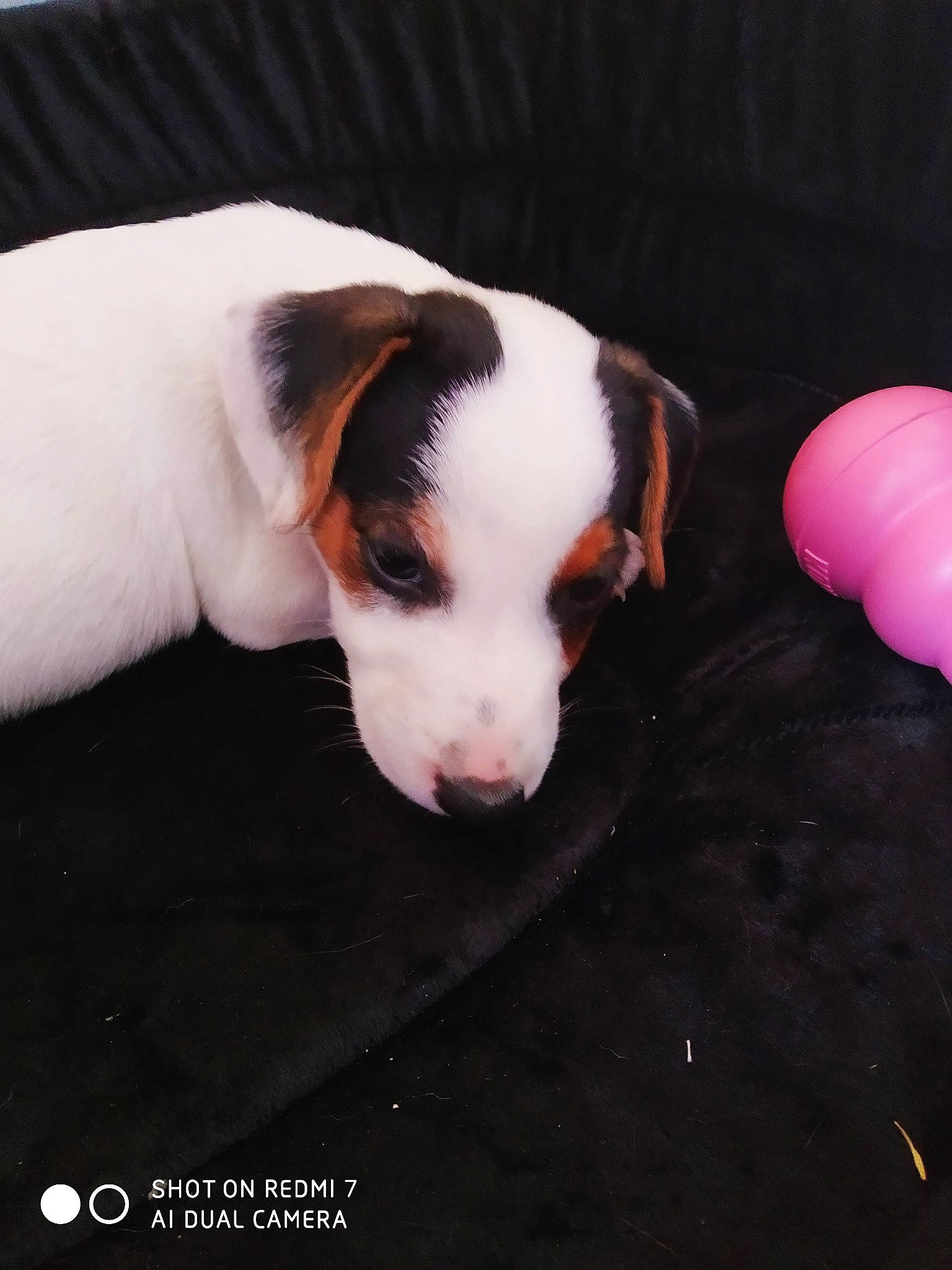 Prosper a rejoint le concours — aidez-le/la à gagner de superbes lots ! canidae, carnivore, chilean_fox_terrier, companion_dog, dog, dog_breed, fawn, jack_russell_terrier, mammal, parson_russell_terrier, puppy, rare_breed_dog, ratonero_bodeguero_andaluz, russell_terrier, terrier, treeing_feist, vertebrate